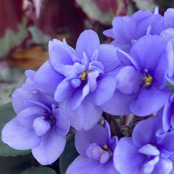 Ballet Loni m8 фото