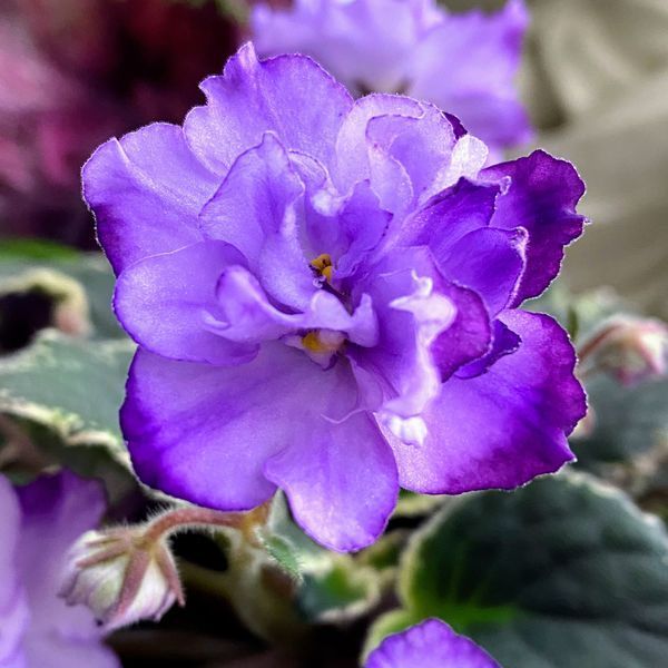 Buckeye Blushing s5 фото
