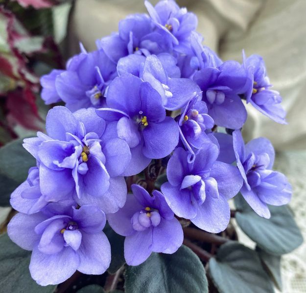 Ballet Loni m8 фото
