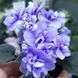 Ballet Loni m8 фото 6