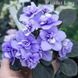 Ballet Loni m8 фото 3