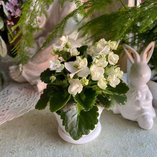 Petite Blanche m90 фото