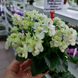 Petite Blanche m90 фото 7