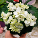 Petite Blanche m90 фото 1