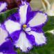 Neptune's Treasure s36 фото 2