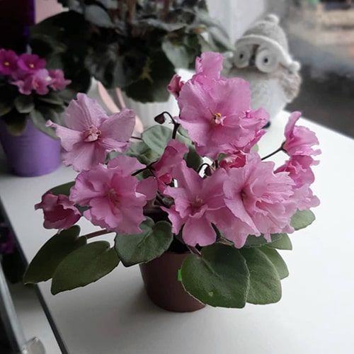 Ballet Taffy m9 фото