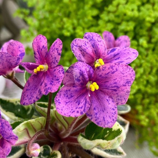 Mac's Coral Clackamas m59 фото