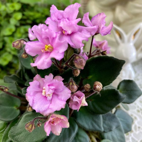 Ballet Taffy m9 фото