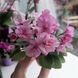 Ballet Taffy m9 фото 4