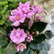 Ballet Taffy m9 фото 14