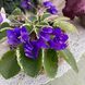 DS-Brian m287 фото 3