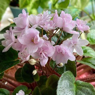 Deer Path t15d фото