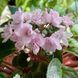 Deer Path t15 фото 1