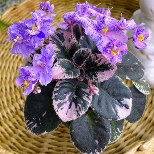 Cajun's Lil Sprinkles m11 фото