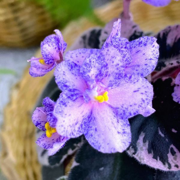 Cajun's Lil Sprinkles m11 фото