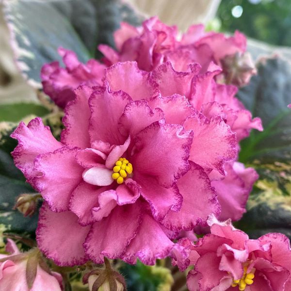 Cajun's Maya s9 фото