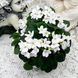 Белая Земляничка t67 фото 12