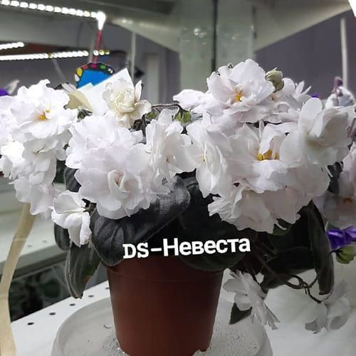 DS-Невеста t18 фото