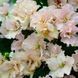 Rob's Sarsparilla m112 фото 4