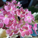 Mac's Scorching Sun m64 фото 5