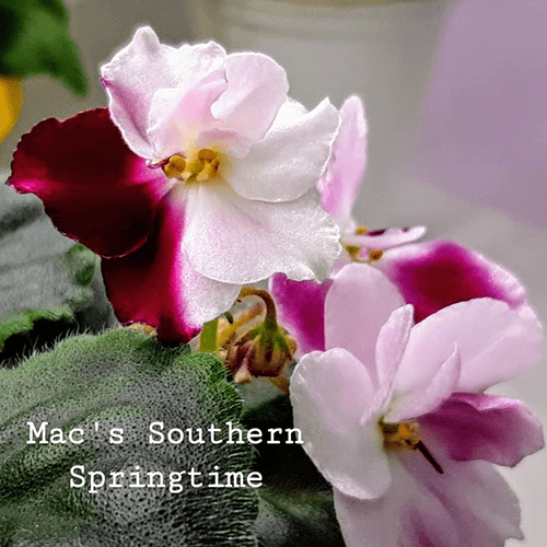 Mac's Southern Springtime m66 фото