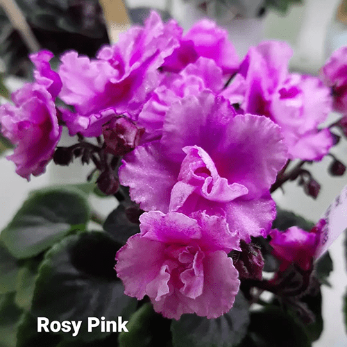 Rosie Pink m116 фото