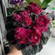 Ness' Antique Red s37 фото 1