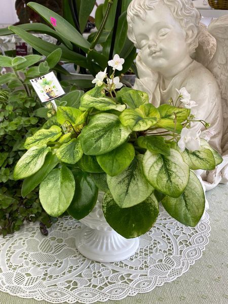 Fancy Trail White t24 фото