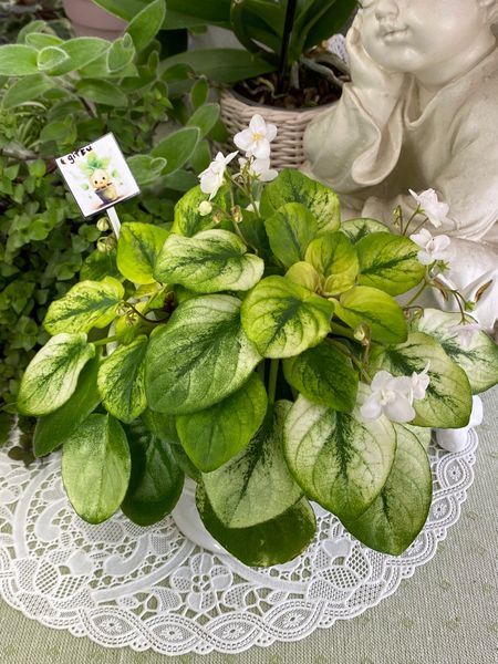 Fancy Trail White t24 фото
