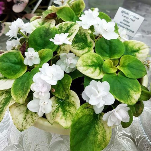 Fancy Trail White t24 фото