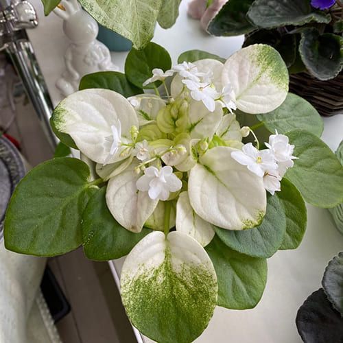 Fancy Trail White t24 фото