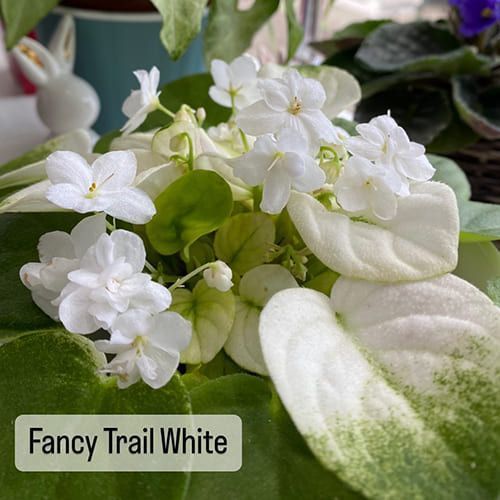 Fancy Trail White t24 фото