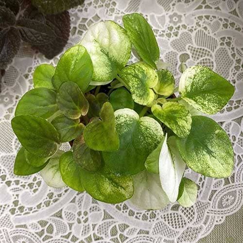 Fancy Trail White t24 фото