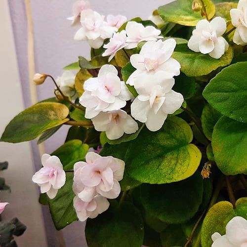 Fancy Trail White t24 фото