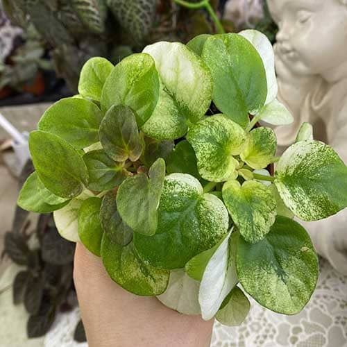 Fancy Trail White t24 фото