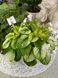 Fancy Trail White t24 фото 24