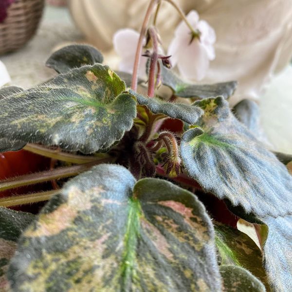 Saintpaulia Diplotricha Variegata m118 фото