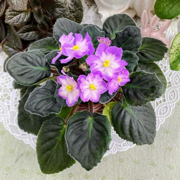 Hawaiian Pearl s27d фото