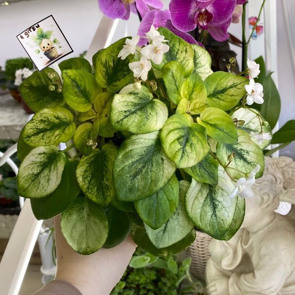 Fancy Trail White t24 фото