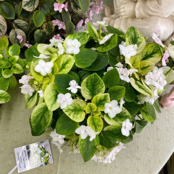 Fancy Trail White t24 фото