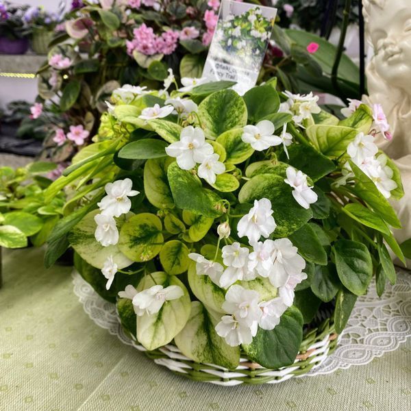 Fancy Trail White t24 фото