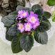 Hawaiian Pearl s27d фото 10