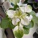 Fancy Trail White t24 фото 5