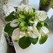 Fancy Trail White t24 фото 6