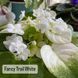 Fancy Trail White t24 фото 3