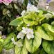 Fancy Trail White t24 фото 28