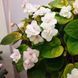 Fancy Trail White t24 фото 7