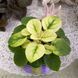 Fancy Trail White t24 фото 19