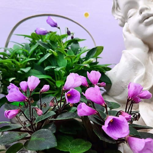 Flashy Trail t25 фото