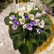 Senk's Alchemy Yellow Star m119 фото 10